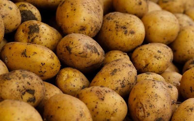 Pas gerooide aardappelen met de klei er nog aan